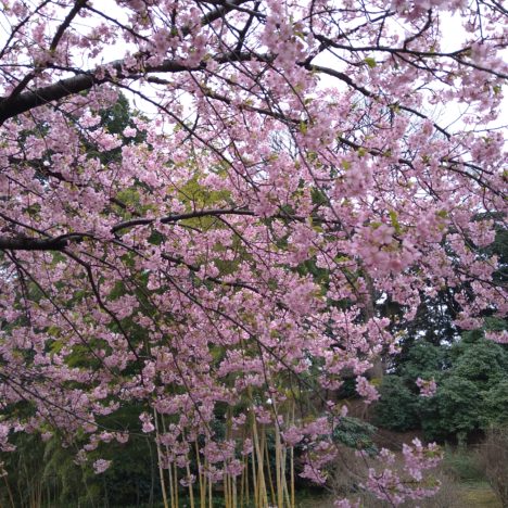 出会いの春🌹