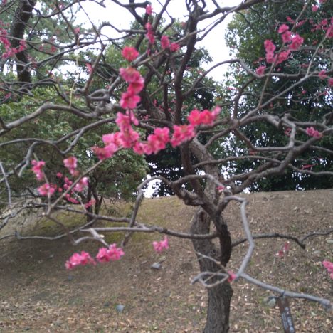 桜の開花宣言🌸